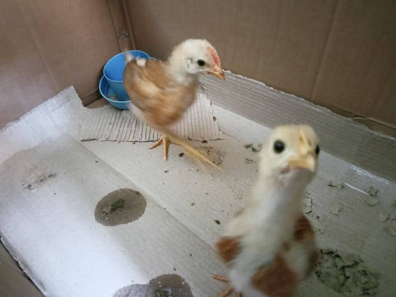 3 chicks available for sale age around 1.5 months 6