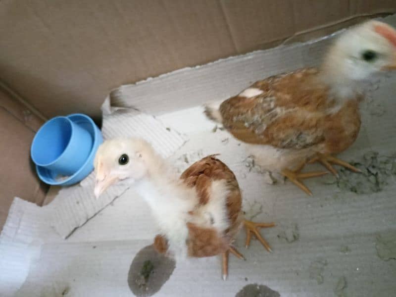 3 chicks available for sale age around 1.5 months 9