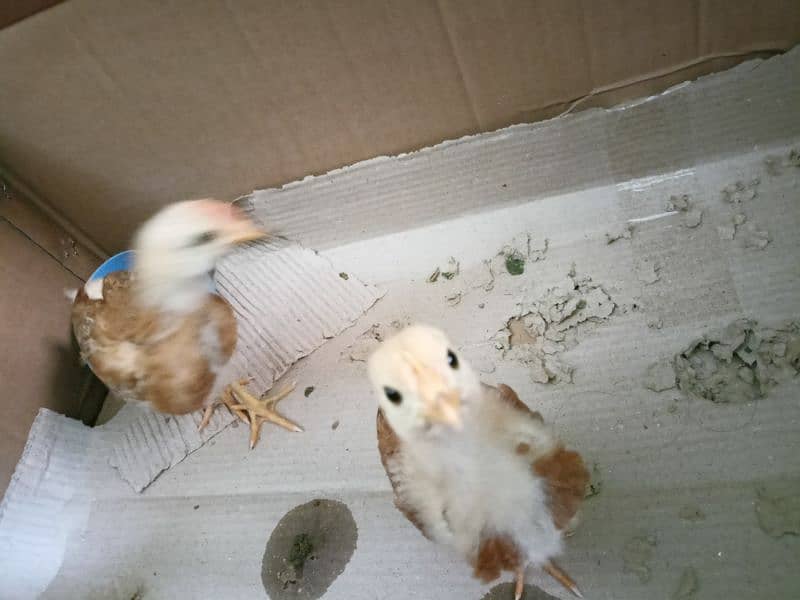 3 chicks available for sale age around 1.5 months 10