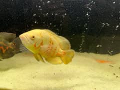 2 oscar and 1 chilid for sale