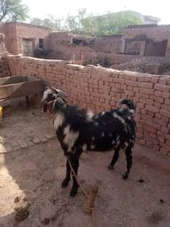 bakra for qurbani dunda for goat for sale