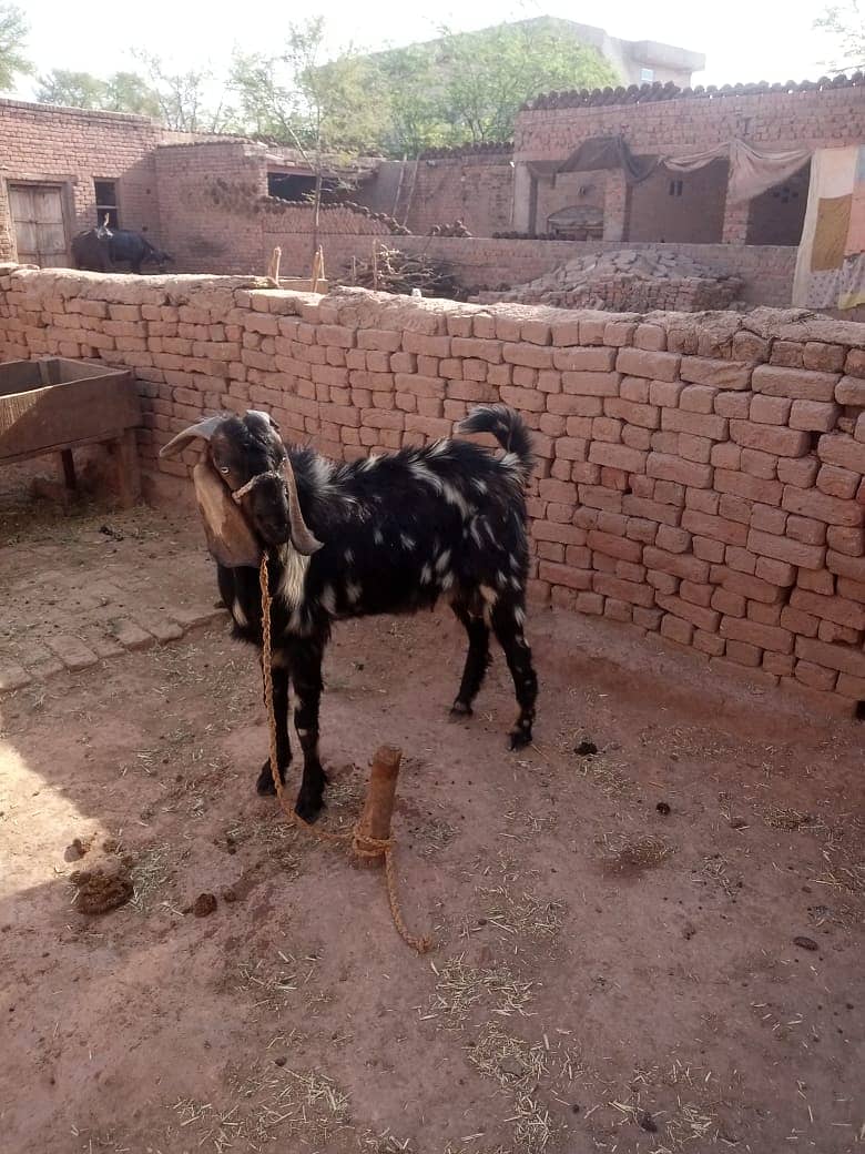 bakra for qurbani dunda bakra goat for sale 1