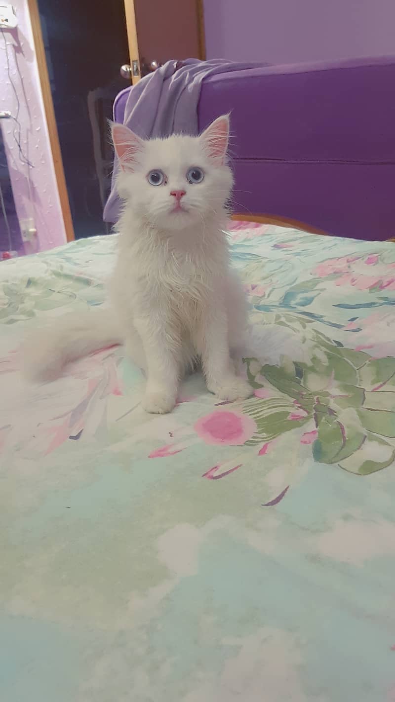 Persian cats for sale 10