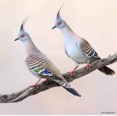 crested dove pair fr sale
