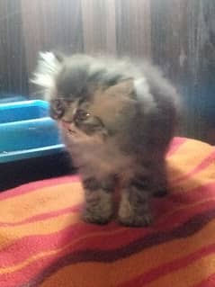 punch Persian kitten for sale 0