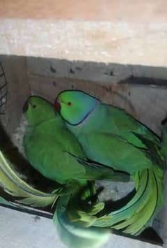 raw chicks and green ring nk parot breedr pair 4 sale 0