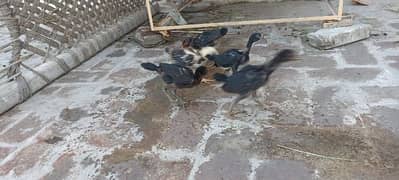 Aseel meinawali chicks