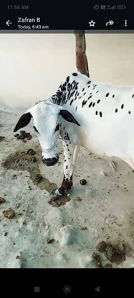 Female Cow For sale Qurbani 2024 3