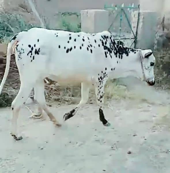 Female Cow For sale Qurbani 2024 4