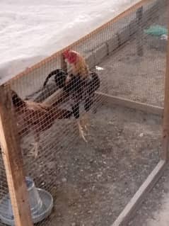 breeder pair hen egg derahi hai pair with large cage