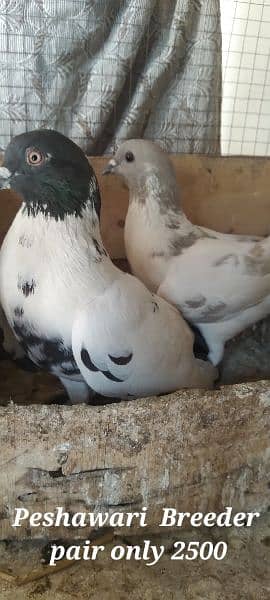 Sale Sale Beautiful  Fancy Pigeons pair 03086693318 5