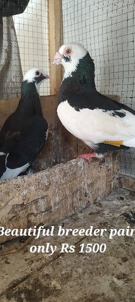 Sale Sale Beautiful  Fancy Pigeons pair 03086693318 7