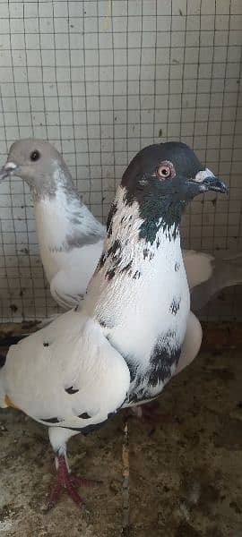 Sale Sale Beautiful  Fancy Pigeons pair 03086693318 8