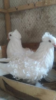 Sale Sale Beautiful  Fancy Pigeons pair 03086693318 0