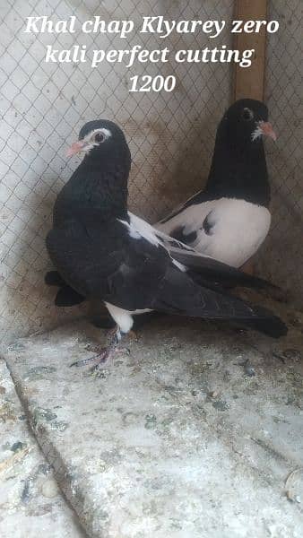 Sale Sale Beautiful  Fancy Pigeons pair 03086693318 3