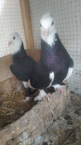 Sale Sale Beautiful  Fancy Pigeons pair 03086693318 4