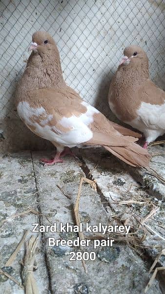 Sale Sale Beautiful  Fancy Pigeons pair 03086693318 10