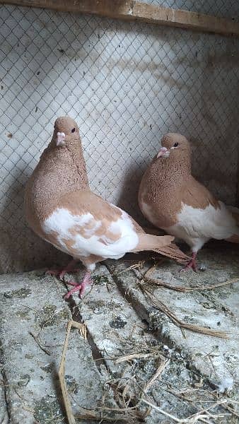 Sale Sale Beautiful  Fancy Pigeons pair 03086693318 2