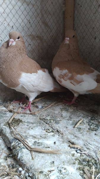 Sale Sale Beautiful  Fancy Pigeons pair 03086693318 11