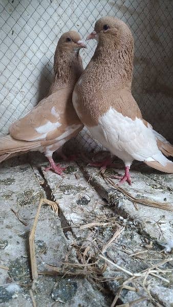 Sale Sale Beautiful  Fancy Pigeons pair 03086693318 12