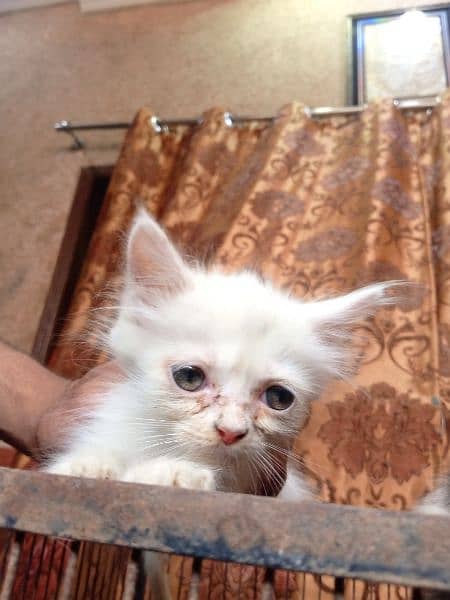 Persian kitten for sale 2 colours available 1
