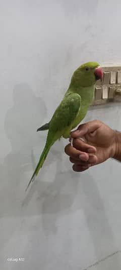 parrot talking parrot