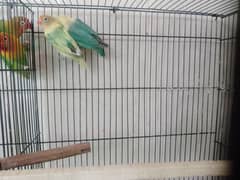 selling my lovebird home breed 0
