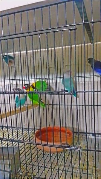 selling my lovebird home breed 3