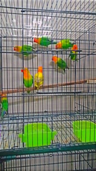 selling my lovebird home breed 7