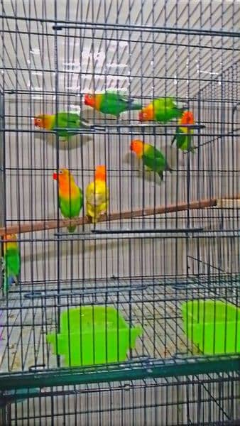 selling my lovebird home breed 9