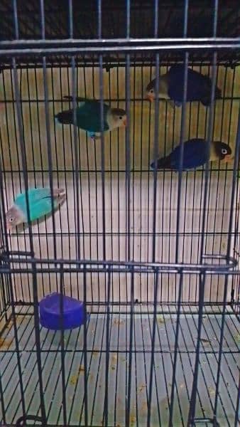 selling my lovebird home breed 10