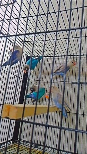 selling my lovebird home breed 16