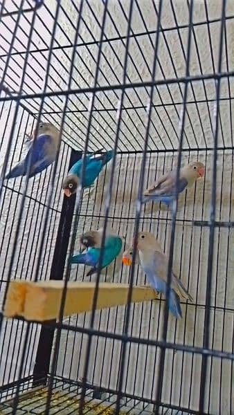 selling my lovebird home breed 17
