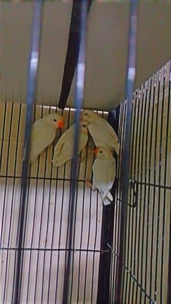 selling my lovebird home breed 18