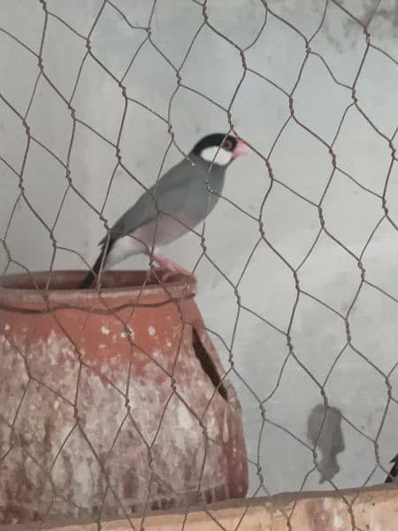 One Pair Grey Java Finch for sale. Rs. 3500/- Contact: 0340 8856670 2