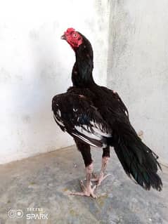 Aseel patha Murga murghi pathi hen rooster egg chick Madi fancy parrot 0