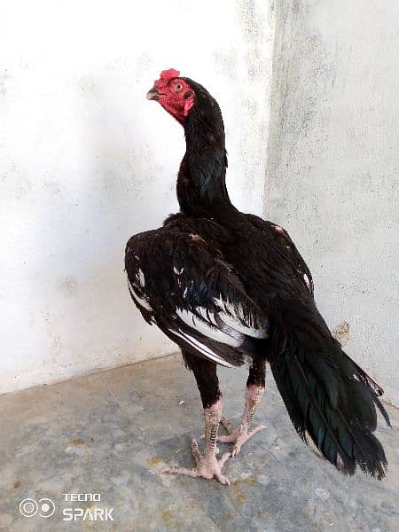 Aseel patha Murga murghi pathi hen rooster egg chick Madi fancy parrot 1