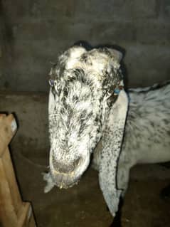 Goat for Sale with 2 kids