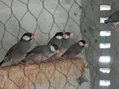 One Pair Grey Java Finch for sale. Rs. 4000/- Contact: 0340 8856670
