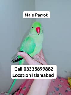 Male Parrot 6000 Hand Tamed Friendly Green Ring Neck Jumbo Size