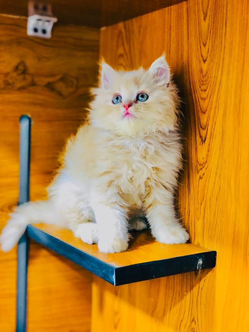 Persian Kitten | Punch face | Tripple coat | Cute Cats | Doll face | 4