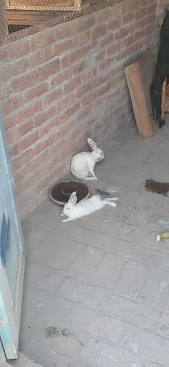 white red eyes rabbits pair for sale 0
