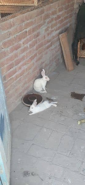white red eyes rabbits pair for sale 1