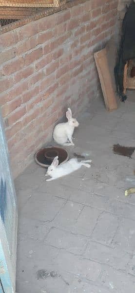 white red eyes rabbits pair for sale 2