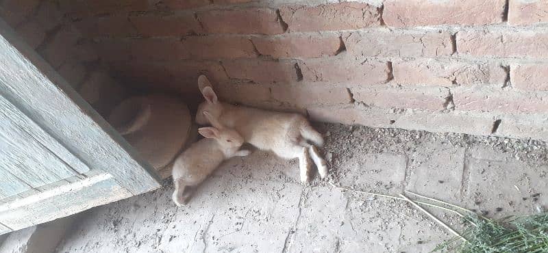 white red eyes rabbits pair for sale 3