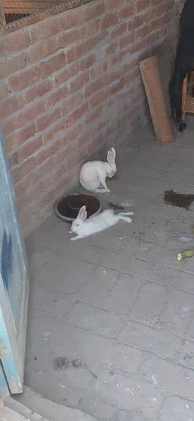 white red eyes rabbits pair for sale 4