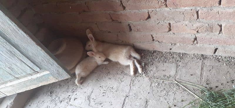 white red eyes rabbits pair for sale 5