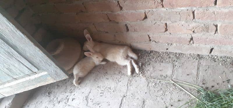 white red eyes rabbits pair for sale 6