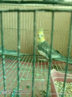 pair cocktail parrot fully healthy sale 0