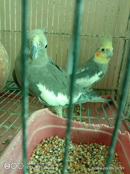 pair cocktail parrot fully healthy sale 1